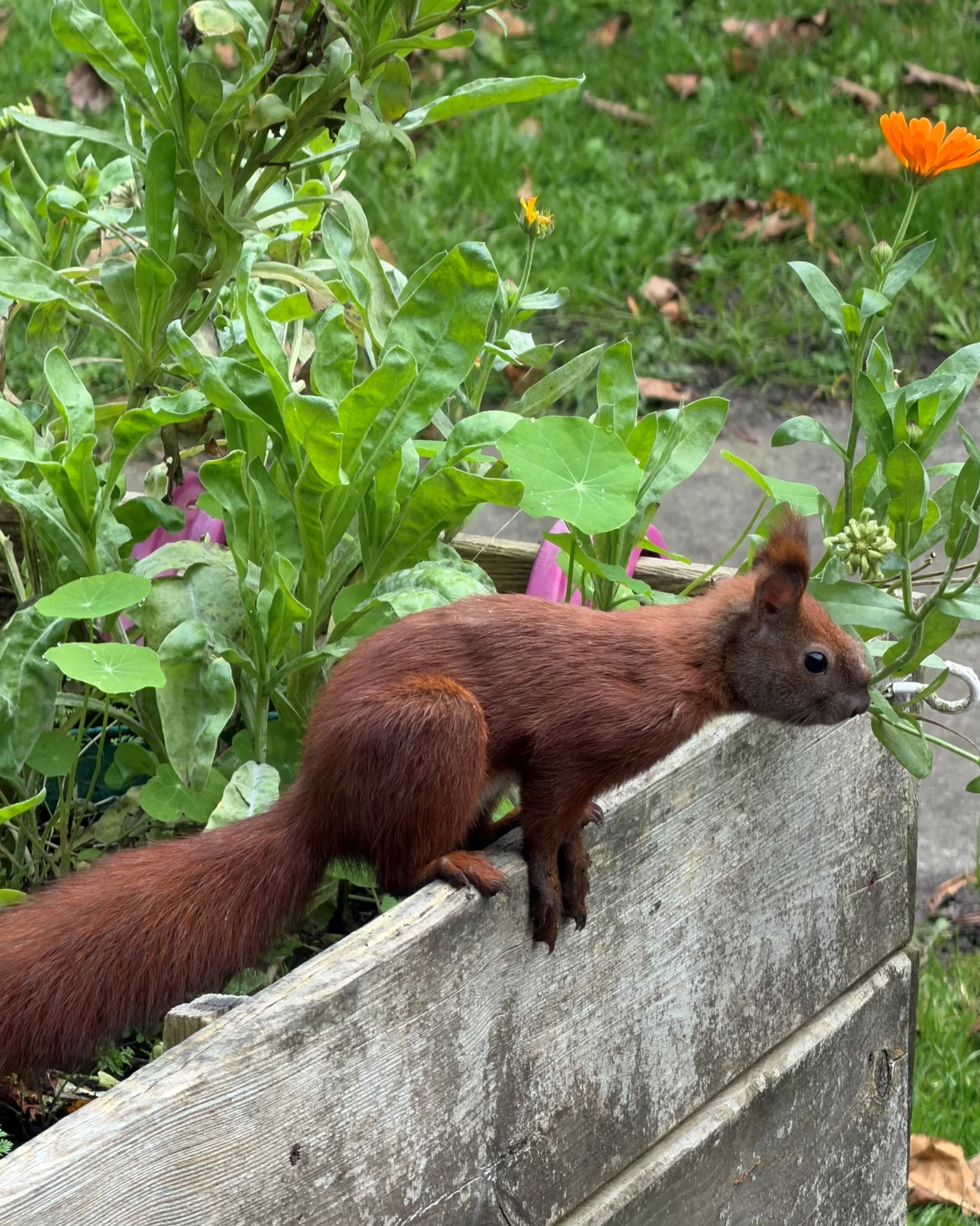 Bild: Eichhörnchen