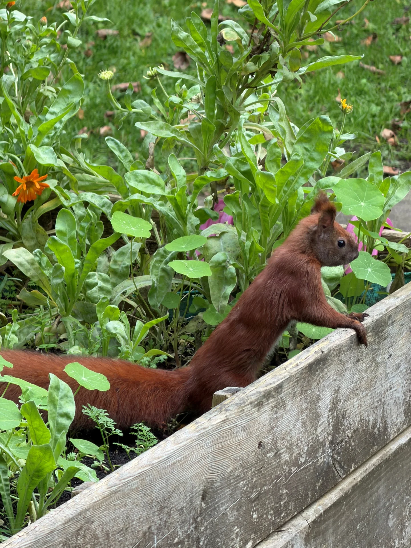 Bild: Eichhörnchen