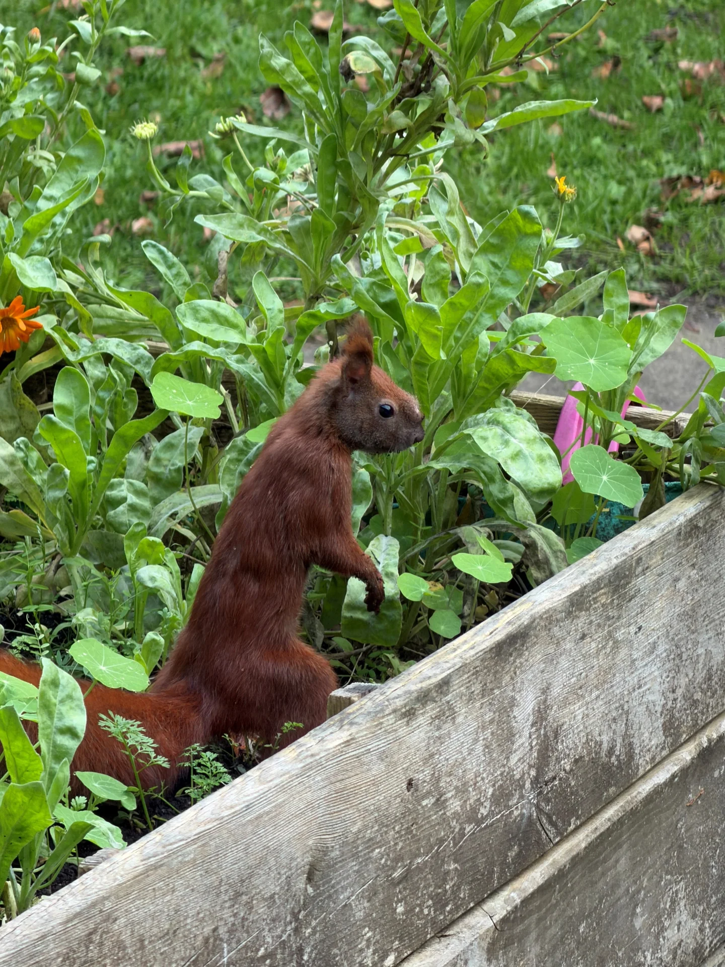 Bild: Eichhörnchen