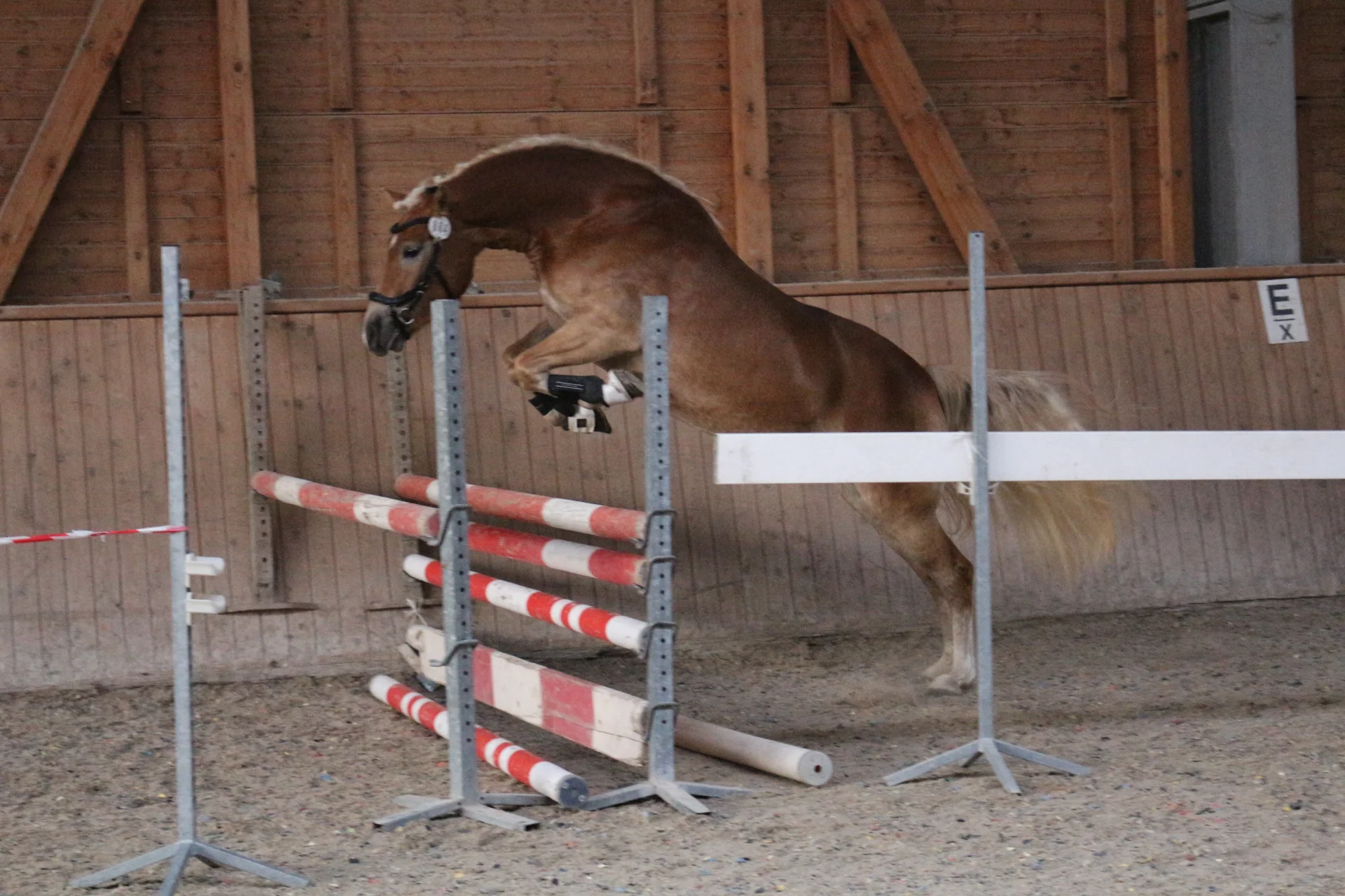 Bild: Kopfnr 4IMG 3471