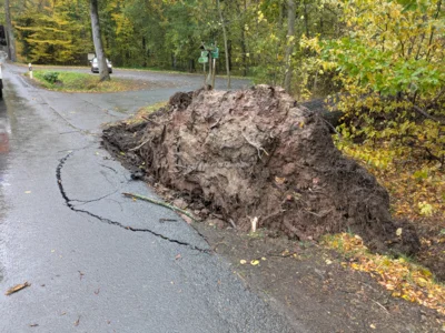 Foto des Albums: Einsatz - Baum auf Straße