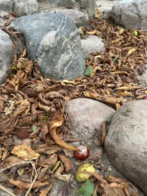 Foto des Albums: Herbst 2026