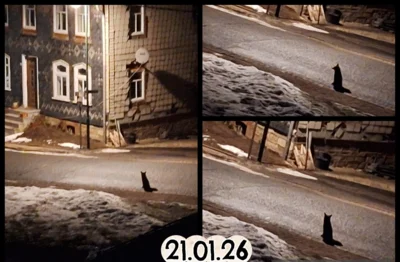 Fuchs wartet auf 2. Fuchs  (Bild vergr&ouml;&szlig;ern)