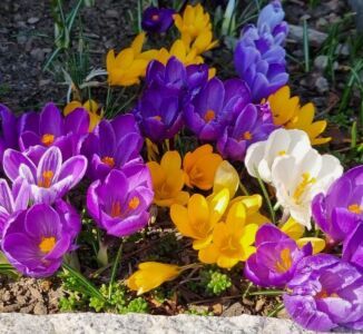 Fr&uuml;hlingsblumen