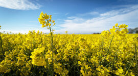 Fr&uuml;hling