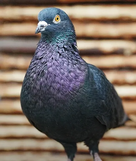 taube-von-vorne