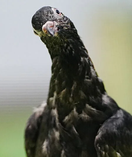 Taube mit geneigtem Kopf