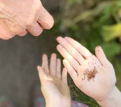 Samen in der Hand