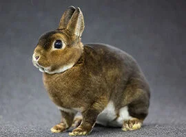Kaninchen kurzuhr