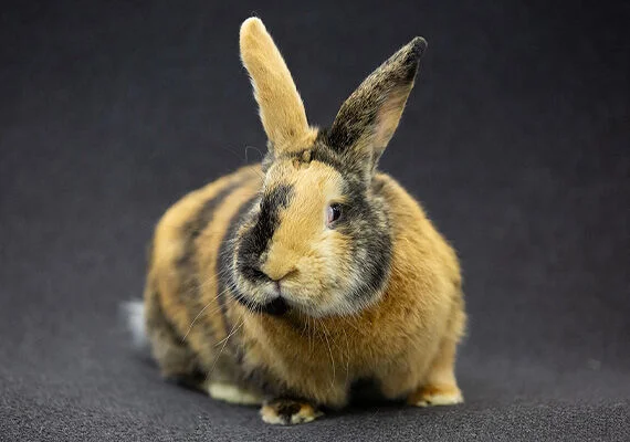 Kaninchen golden