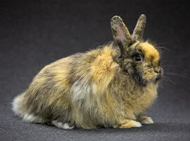 Kaninchen kurzohr
