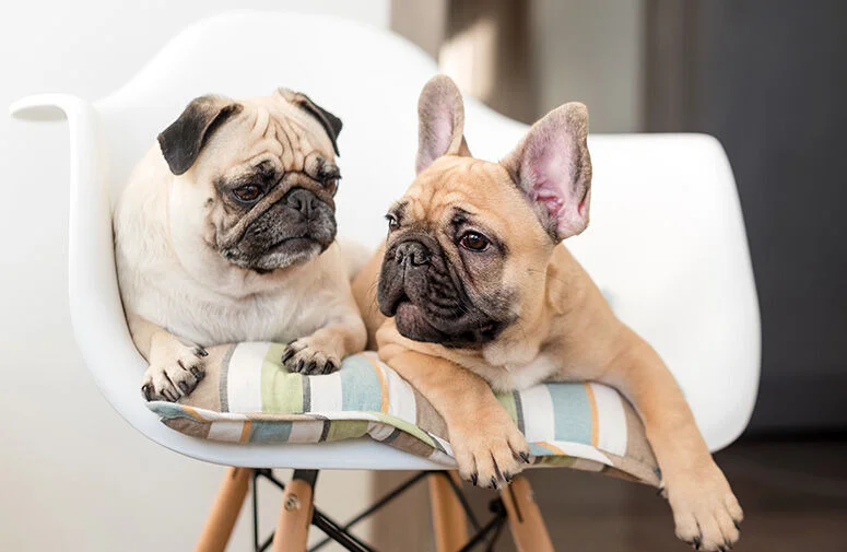 2 hunde auf Stuhl
