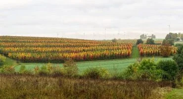 Herbst
