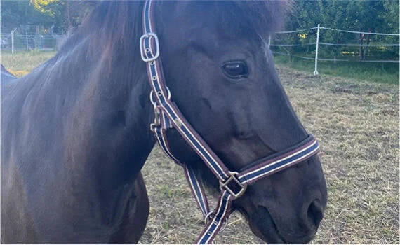 Schwarzes Pferd
