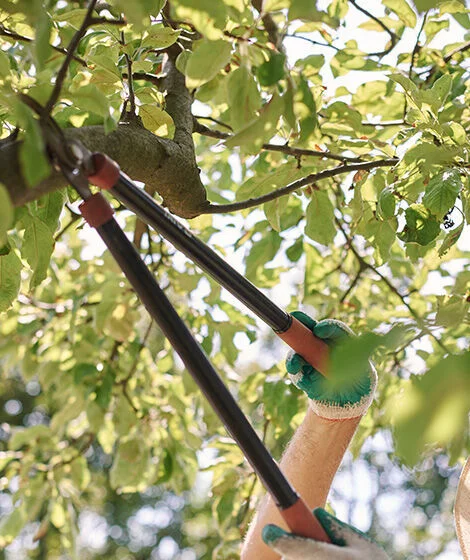 Baum stutzen