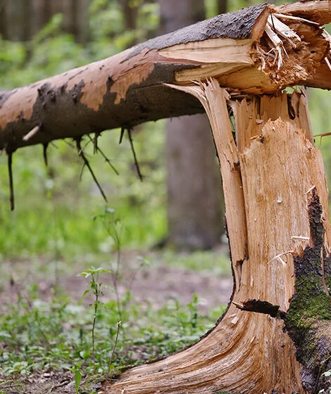 Baum umgefallen
