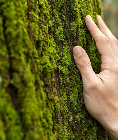 Baum Gutachten