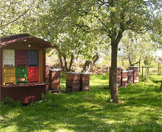 Bienenstock