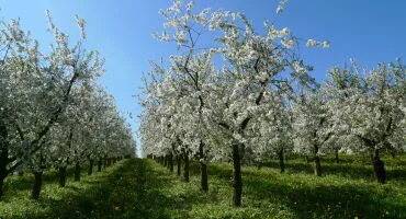 Fr&uuml;hling