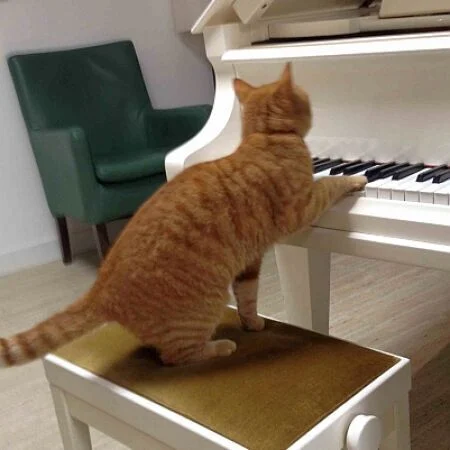 Katze kommt zum Unterrricht