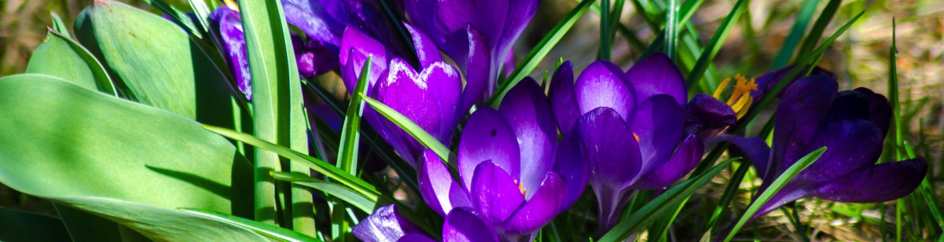 Bannerbild | zur Startseite