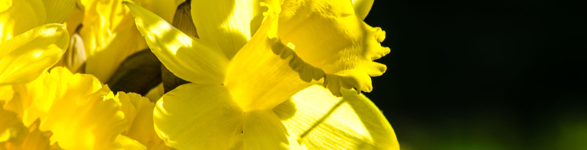 Bannerbild | zur Startseite