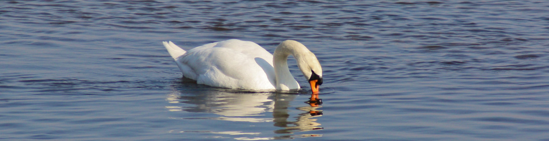 Bannerbild | zur Startseite
