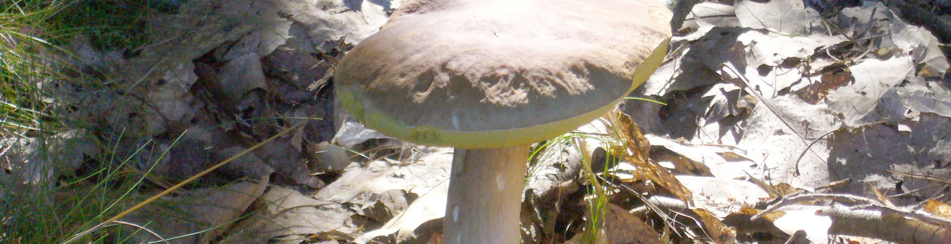 Bannerbild | zur Startseite