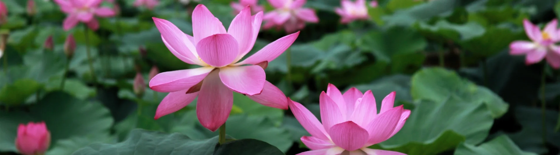 Lotusblumen