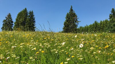 Die Bergwiesen rund um Großbreitenbach bieten derzeit eine einzigartige Fülle