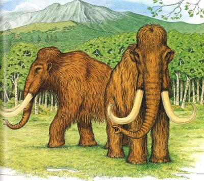nach Illustration N. Anspach, Das Mammut von Klinge
