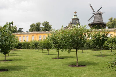 Kirschgarten an den Neuen Kammern im Park Sanssouci © SPSG / G. Schurig (Bild vergrößern)