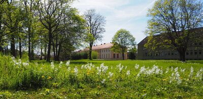 Der Nickende Milchstern - im Paretzer Schlossgarten Mai 2021