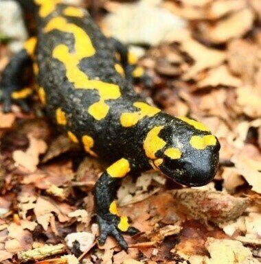 Salamander (Bild vergrößern)