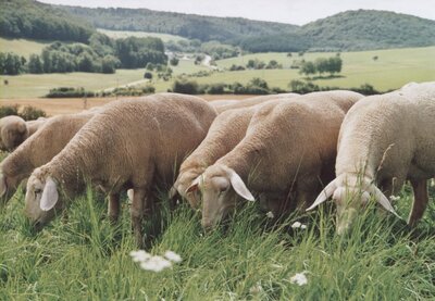 Schafe (Bild vergrößern)