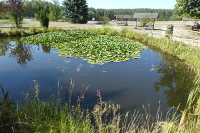 Teich im Wildpark