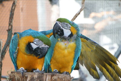 2. Papageienfest der Papageienschutzstation
