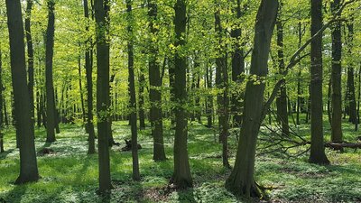 „Shinrin Yoku“ Waldbaden - Das Eintauchen in die heilende Atmosphäre des Waldes als Anti-Stress-Werkzeug für ein entspanntes und gesundes Leben
