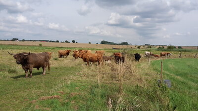 Highland-Rinder auf der Weide (Bild vergrößern)