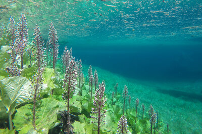 Karersee unter Wasser, Foto: Stephan Schulz (Bild vergrößern)