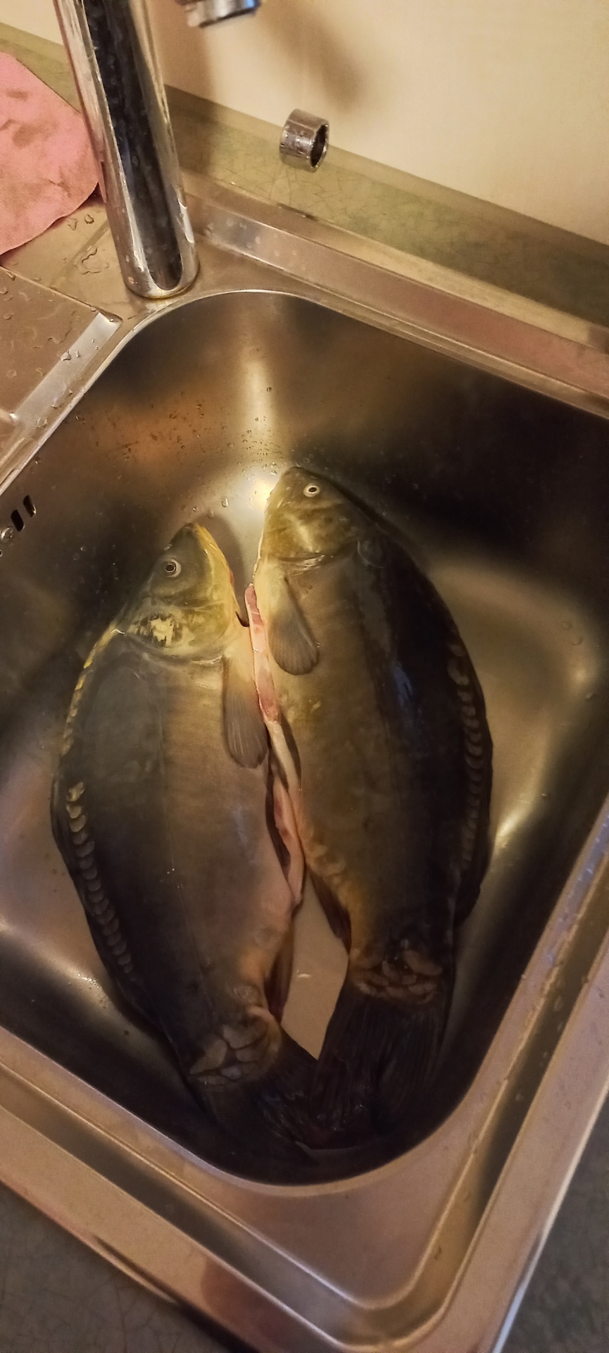 Karpfenessen mit Karin Hennig Naturschutzstation östliche Oberlausitz