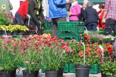 Blumen- und Pflanzenmarkt (Bild vergrößern)
