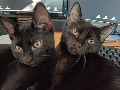 Gerade schwarze oder auch getigerte Katzen sind schwer zu unterscheiden. Der Chip hilft gerade hier auf der Suche nach dem vermissten Liebling. Foto: privat (Bild vergrößern)