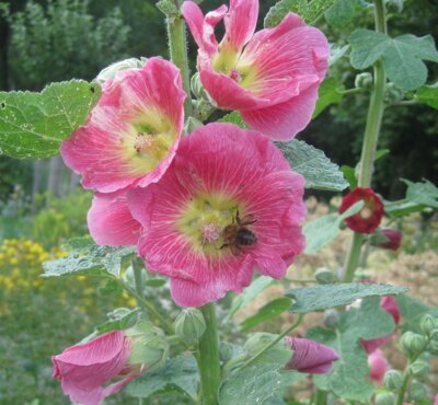 Abb. 3: Gewöhnliche Stockrose (Alcea rosea) (Bild vergrößern)