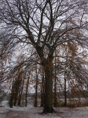 winterlicher Baum (Bild vergrößern)