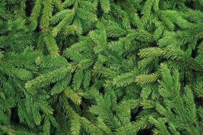 Veranstaltung: Christbaum-Sammelaktion