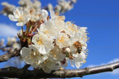 Foto: FV Naturpark, Honigbiene an Kirschblüte (Bild vergrößern)