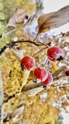 Früchte der Echten Mehlbeere (Sorbus aria) © Achim Förster (Bild vergrößern)
