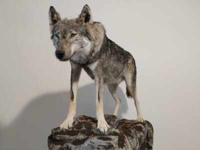 Wolf in der Ausstellung des Museums Schleusingen (Bild vergrößern)