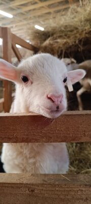 Veranstaltung: Vom Schaf zur Wolle